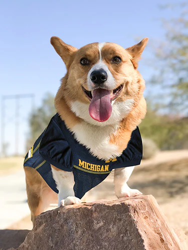 Michigan Wolverines Mesh Pet Jersey - Image 3